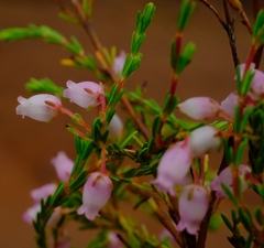 Erica gracilis