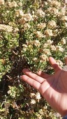 Ericameria cuneata spathulata