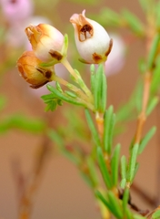 Erica gracilis