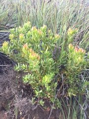 Leucadendron strobilinum
