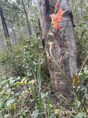 Gladiolus × hortulanus