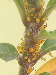 Aphis nerii