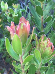 Leucadendron strobilinum