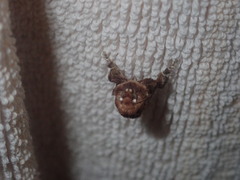 Doratifera vulnerans