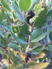 Leucadendron strobilinum