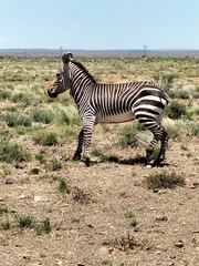 Equus zebra zebra