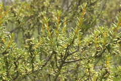 Olearia solandri