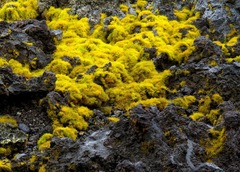 Ahnfeltiopsis concinna