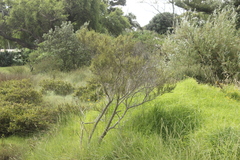 Olearia solandri