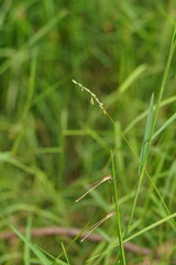 Tetrarrhena juncea