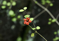 Rhabdothamnus solandri