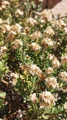 Ericameria cuneata spathulata