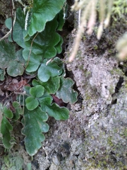 Tectaria zeilanica