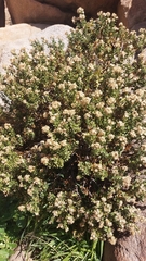 Ericameria cuneata spathulata