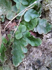 Tectaria zeilanica
