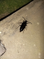 Anthracocentrus capensis