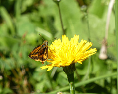 Ocybadistes walkeri sothis