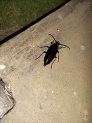 Anthracocentrus capensis