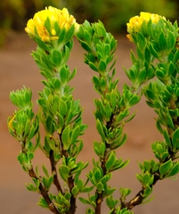 Aspalathus securifolia