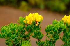 Aspalathus securifolia