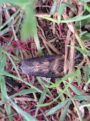 Agrotis ipsilon