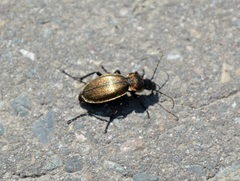 Carabus regalis