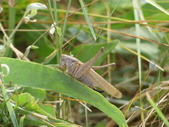 Platycleis falx laticauda