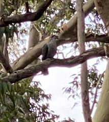 Lopholaimus antarcticus