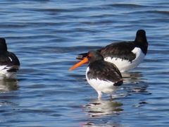 Haematopus ostralegus