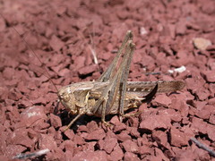 Platycleis falx laticauda