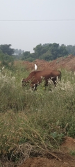 Bubulcus ibis