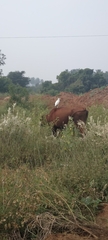 Bubulcus ibis