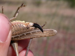 Platycleis falx laticauda