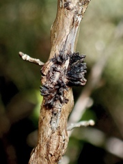 Septobasidium clelandii