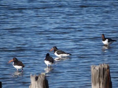 Haematopus ostralegus