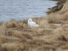 Bubo scandiacus image