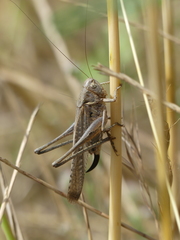 Platycleis falx laticauda