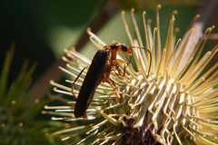 Nacerdes carniolica