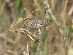 Platycleis falx laticauda