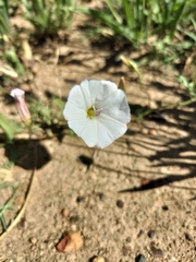 Convolvulus capensis