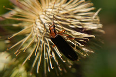 Nacerdes carniolica