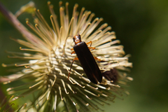 Nacerdes carniolica