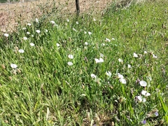 Convolvulus capensis
