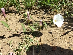 Convolvulus capensis