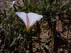 Convolvulus capensis