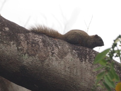 Callosciurus erythraeus styani