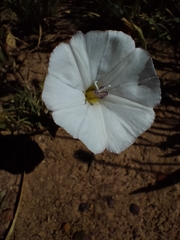 Convolvulus capensis