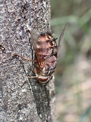 Rutilia
