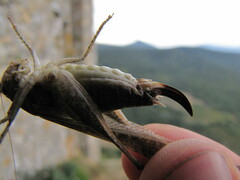 Platycleis intermedia