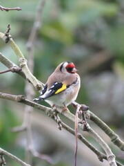 Carduelis carduelis britannica
